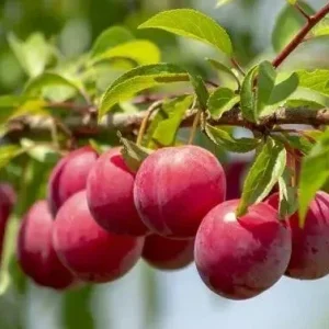 Wild Plum Cuttings – Set of 12 Unrooted for Growing Plum Trees – Outdoor Shrubs & Hedges - Image 3