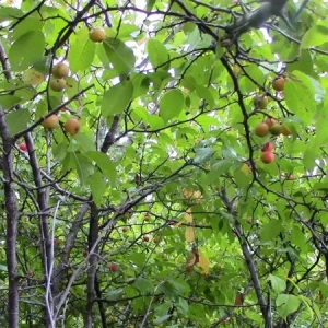 Wild Plum Tree Live Plant - Prunus americana - Set of 2 - 12-24 Inches Tall - Outdoor Edible Fruit Tree - Image 2