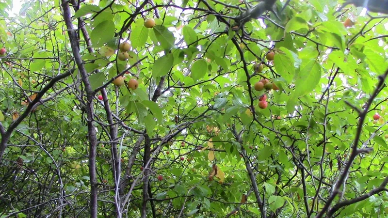 Wild Plum Tree Live Plant - Prunus americana - Set of 2 - 12-24 Inches Tall - Outdoor Edible Fruit Tree - Image 2