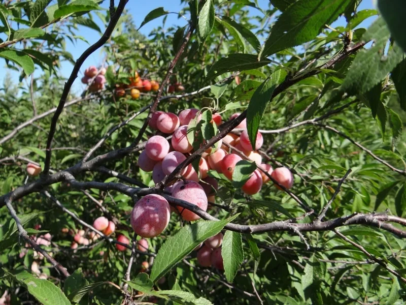 Wild Plum Tree Live Plant - Prunus americana - Set of 2 - 12-24 Inches Tall - Outdoor Edible Fruit Tree - Image 1
