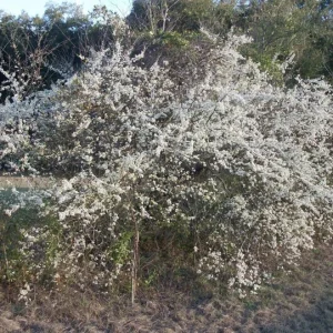 Wild Plum Tree Live Plant - Prunus americana - Set of 2 - 12-24 Inches - Outdoor - Image 3