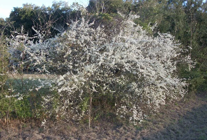 Wild Plum Tree Live Plant - Prunus americana - Set of 2 - 12-24 Inches Tall - Outdoor Edible Fruit Tree - Image 3