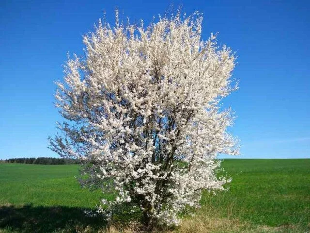 Wild Plum Tree Live Plant - Prunus americana - Set of 2 - 12-24 Inches Tall - Outdoor Edible Fruit Tree - Image 5