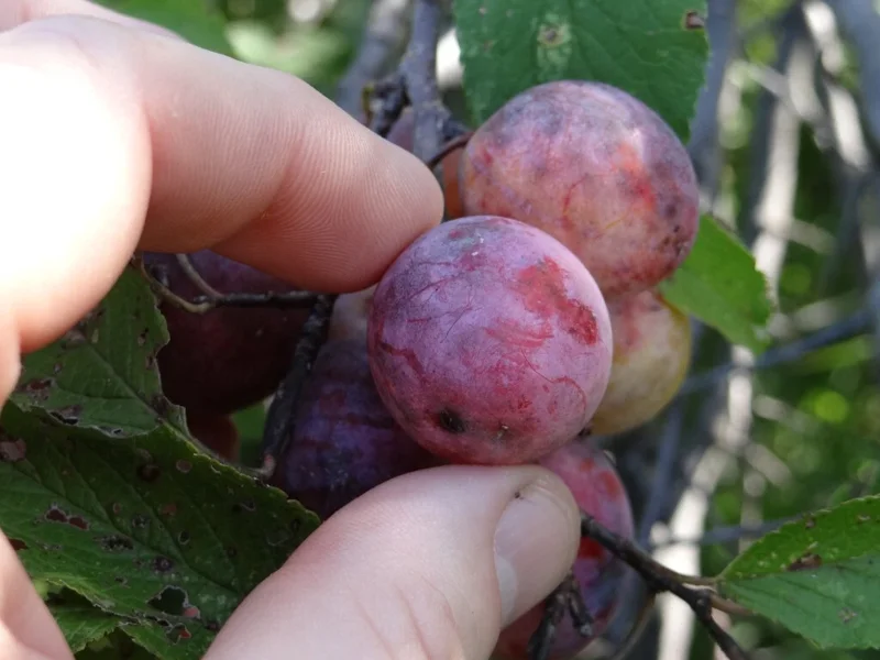 Wild Plum Tree Live Plant - Prunus americana - Set of 2 - 12-24 Inches Tall - Outdoor Edible Fruit Tree - Image 6