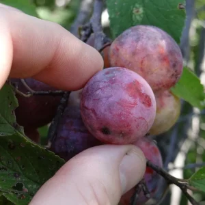 Wild Plum Tree Live Plant - Prunus americana - Set of 2 - 12-24 Inches - Outdoor - Image 6