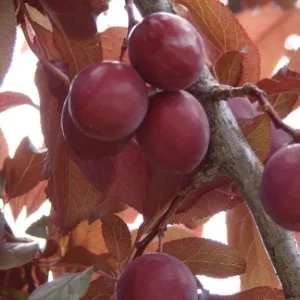 Wild Plum Tree Live Plant - Prunus americana - Set of 2 - 12-24 Inches Tall - Outdoor Edible Fruit Tree - Image 8