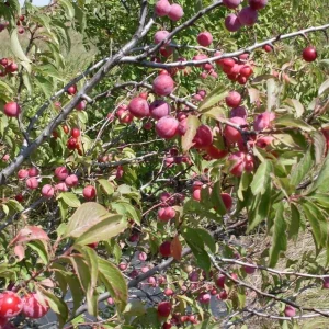 Wild Plum Tree Live Plant - Prunus americana - Set of 2 - 12-24 Inches Tall - Outdoor Edible Fruit Tree - Image 9