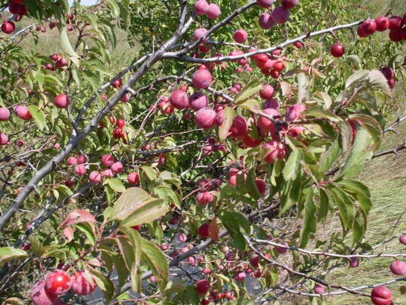 Wild Plum Tree Live Plant - Prunus americana - Set of 2 - 12-24 Inches Tall - Outdoor Edible Fruit Tree - Image 9