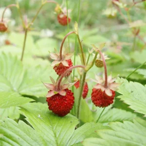 Wild Strawberry Live Plant - Fragaria vesca - 4-6 Inch Tall, 3 Inch Pot - Image 10