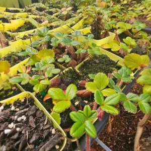 Wild Strawberry Live Plant - Fragaria vesca - 4-6 Inch Tall, 3 Inch Pot - Image 2