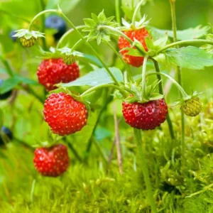 Wild Strawberry Live Plant - Fragaria vesca - 4-6 Inch Tall, 3 Inch Pot - Image 3