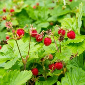 Wild Strawberry Live Plant - Fragaria vesca - 4-6 Inch Tall, 3 Inch Pot - Image 4