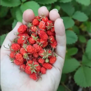 Wild Strawberry Live Plant - Fragaria vesca - 4-6 Inch Tall, 3 Inch Pot - Image 5