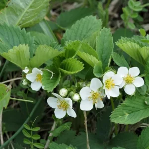 Wild Strawberry Live Plant - Fragaria vesca - 4-6 Inch Tall, 3 Inch Pot - Image 6