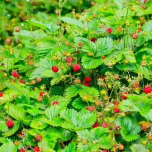 Wild Strawberry Live Plant - Fragaria vesca - 4-6 Inch Tall, 3 Inch Pot - Image 8