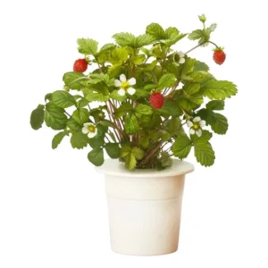 Wild Strawberry Live Plant - Fragaria vesca - 4-6 Inch Tall, 3 Inch Pot - Image 1