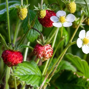 Wild Strawberry Live Plant - Fragaria vesca - Alpine Strawberry Starter - 3-6 inch Tall - 3 inch Pot - Image 2