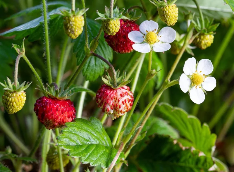 Wild Strawberry Live Plant - Fragaria vesca - Alpine Strawberry Starter - 3-6 inch Tall - 3 inch Pot - Image 2