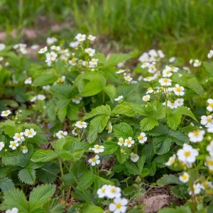 Wild Strawberry Live Plant - Fragaria vesca - Alpine Strawberry Starter - 3-6 inch Tall - 3 inch Pot - Image 3
