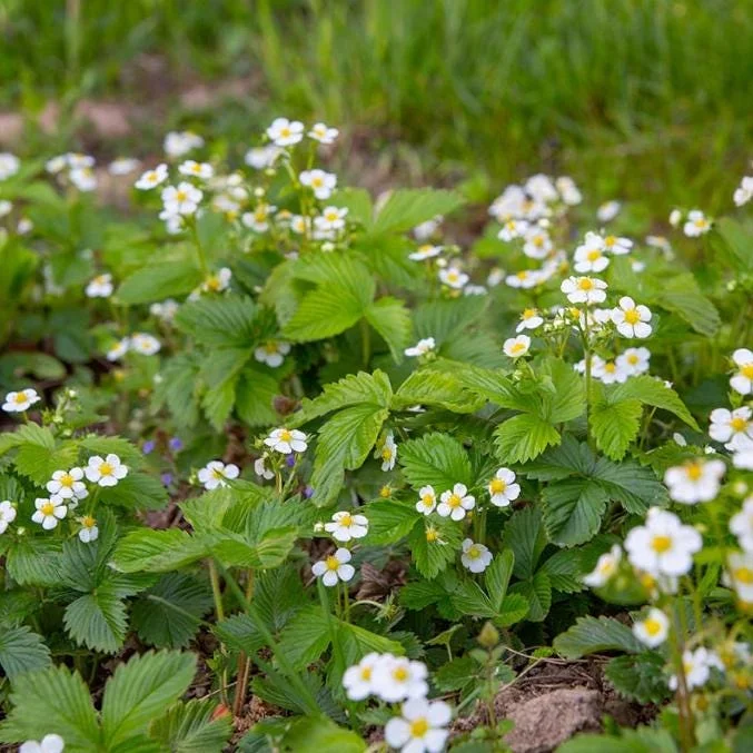 Wild Strawberry Live Plant - Fragaria vesca - Alpine Strawberry Starter - 3-6 inch Tall - 3 inch Pot - Image 3