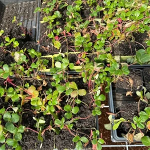 Wild Strawberry Live Plant - Fragaria vesca - Alpine Strawberry Starter - 3-6 inch Tall - 3 inch Pot - Image 4