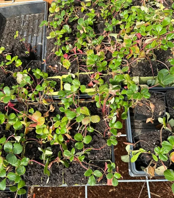 Wild Strawberry Live Plant - Fragaria vesca - Alpine Strawberry Starter - 3-6 inch Tall - 3 inch Pot - Image 4