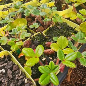 Wild Strawberry Live Plant - Fragaria vesca - Alpine Strawberry Starter - 3-6 inch Tall - 3 inch Pot - Image 5