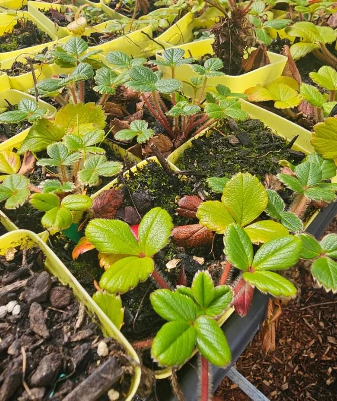 Wild Strawberry Live Plant - Fragaria vesca - Alpine Strawberry Starter - 3-6 inch Tall - 3 inch Pot - Image 5