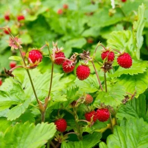 Wild Strawberry Live Plant - Fragaria vesca - Alpine Strawberry Starter - 3-6 inch Tall - 3 inch Pot - Image 1