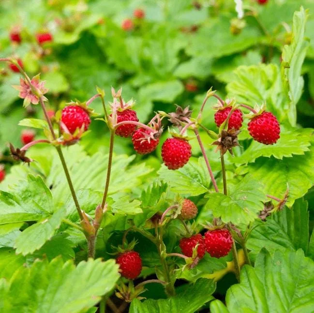 Wild Strawberry Live Plant - Fragaria vesca - Alpine Strawberry Starter - 3-6 inch Tall - 3 inch Pot - Image 1