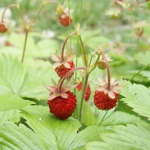 Wild Strawberry Live Plants – 2 Pack, 4-6 Inch Tall, 3 Inch Pot – Outdoor Fruit Bearing - Image 10