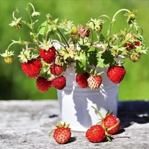 Wild Strawberry Live Plants – 2 Pack, 4-6 Inch Tall, 3 Inch Pot – Outdoor Fruit Bearing - Image 3