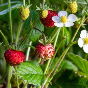Wild Strawberry Live Plants – 2 Pack, 4-6 Inch Tall, 3 Inch Pot – Outdoor Fruit Bearing - Image 5