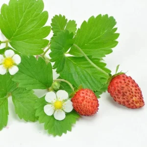 Wild Strawberry Live Plants – 2 Pack, 4-6 Inch Tall, 3 Inch Pot – Outdoor Fruit Bearing - Image 6