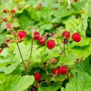 Wild Strawberry Live Plants – 2 Pack, 4-6 Inch Tall, 3 Inch Pot – Outdoor Fruit Bearing - Image 7