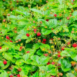 Wild Strawberry Live Plants – 2 Pack, 4-6 Inch Tall, 3 Inch Pot – Outdoor Fruit Bearing - Image 9