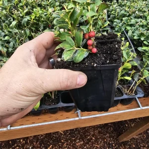 Winterberry Holly Live Plant - Red Berry Bush for Winter Landscaping - Image 2