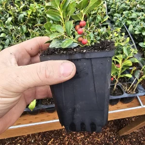 Winterberry Holly Live Plant - Red Berry Bush for Winter Landscaping - Image 3