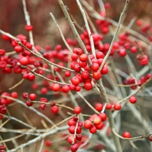 Winterberry Holly Live Plant - Red Berry Bush for Winter Landscaping - Image 4
