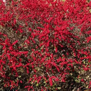 Winterberry Holly Live Plant - Red Berry Bush for Winter Landscaping - Image 5