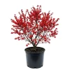 Winterberry Holly Live Plant - Red Berry Bush for Winter Landscaping - Image 1