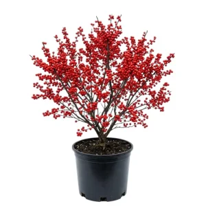 Winterberry Holly Live Plant - Red Berry Bush for Winter Landscaping - Image 1
