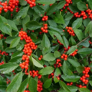 Winterberry Holly Live Plant - Red Berry Bush for Winter Landscaping - Image 6