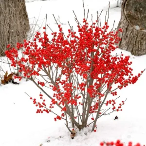 Winterberry Holly Live Plant - Red Berry Bush for Winter Landscaping - Image 7