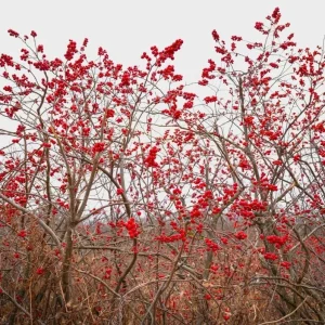 Winterberry Holly Live Plant - Red Berry Bush for Winter Landscaping - Image 8