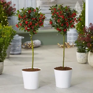 Winterberry Holly Live Plant - Red Berry Bush for Winter Landscaping - Image 9