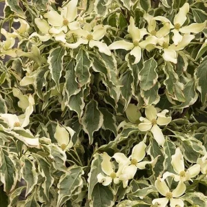 Wolf Eyes Kousa Dogwood Live Plant – Variegated Tree – 18+ Inches Tall – Outdoor - Image 2