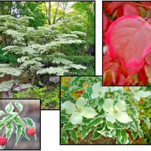 Wolf Eyes Kousa Dogwood Live Plant - Variegated Tree, 18+ Inches Tall, Outdoor - Image 3