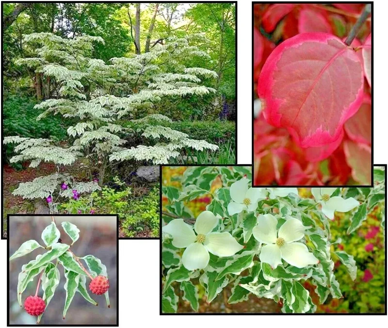 Wolf Eyes Kousa Dogwood Live Plant - Variegated Tree, 18+ Inches Tall, Outdoor - Image 3