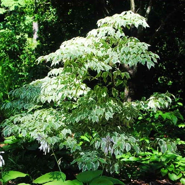 Wolf Eyes Kousa Dogwood Live Plant - Variegated Tree, 18+ Inches Tall, Outdoor - Image 4
